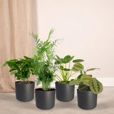 Lot de 4 plantes d'intérieur sûres pour animaux