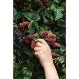 Rubus fruticosus 'Empless Evergreen' - Braam sans épine - Ø13cm - ↕45cm