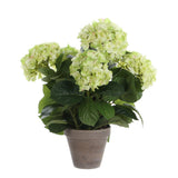 Plante d'art Hyddongea Creme
