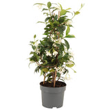 Trachelospermum jasminoures piramide p15 - Ø15cm - ↕50cm