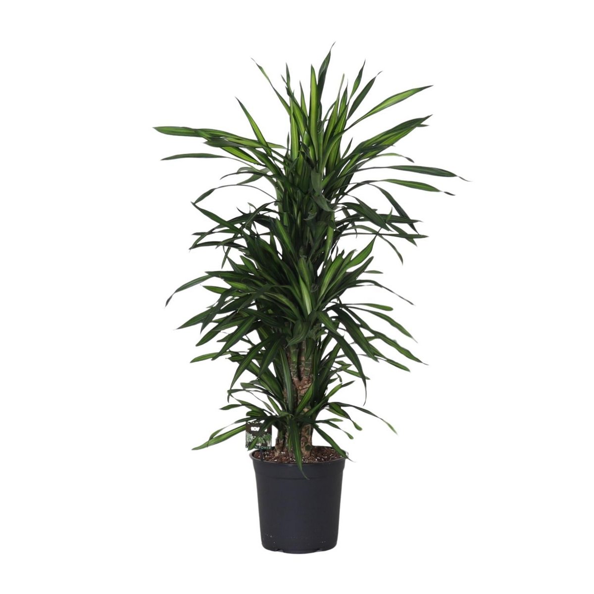Dracaena Frag. Rikii - Plante d'intérieur avec feuilles vertes luxuriantes