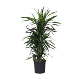 Dracaena Frag. Rikii - Plante d'intérieur avec feuilles vertes luxuriantes