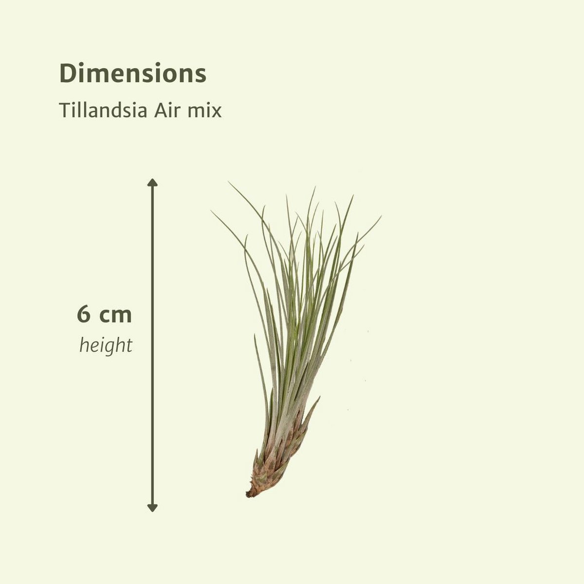 Image de diapositive