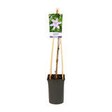 Plante grimpante Clematis Multi rose Ø17 cm H75 cm