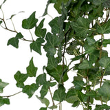 Détail de la feuille de l'Hedera Wonder Green - Plante d'intérieur