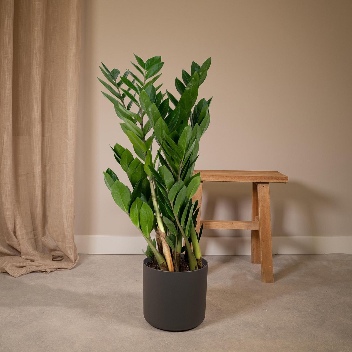 Zamioculcas Zamiifolia - Palmier émeraude - Ø17cm - ↕70cm
