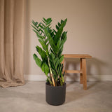 Zamioculcas Zamiifolia - Palmier émeraude - Ø17cm - ↕70cm