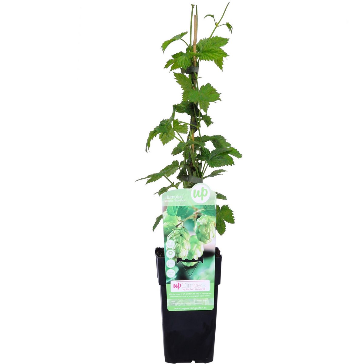 Humulus lupulus 'nordbrau' - plante de houblon en pot de 15 cm