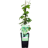 Humulus lupulus 'nordbrau' - plante de houblon en pot de 15 cm