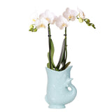 Orchidée Phalaenopsis blanche Amabilis avec pot poisson turquoise
