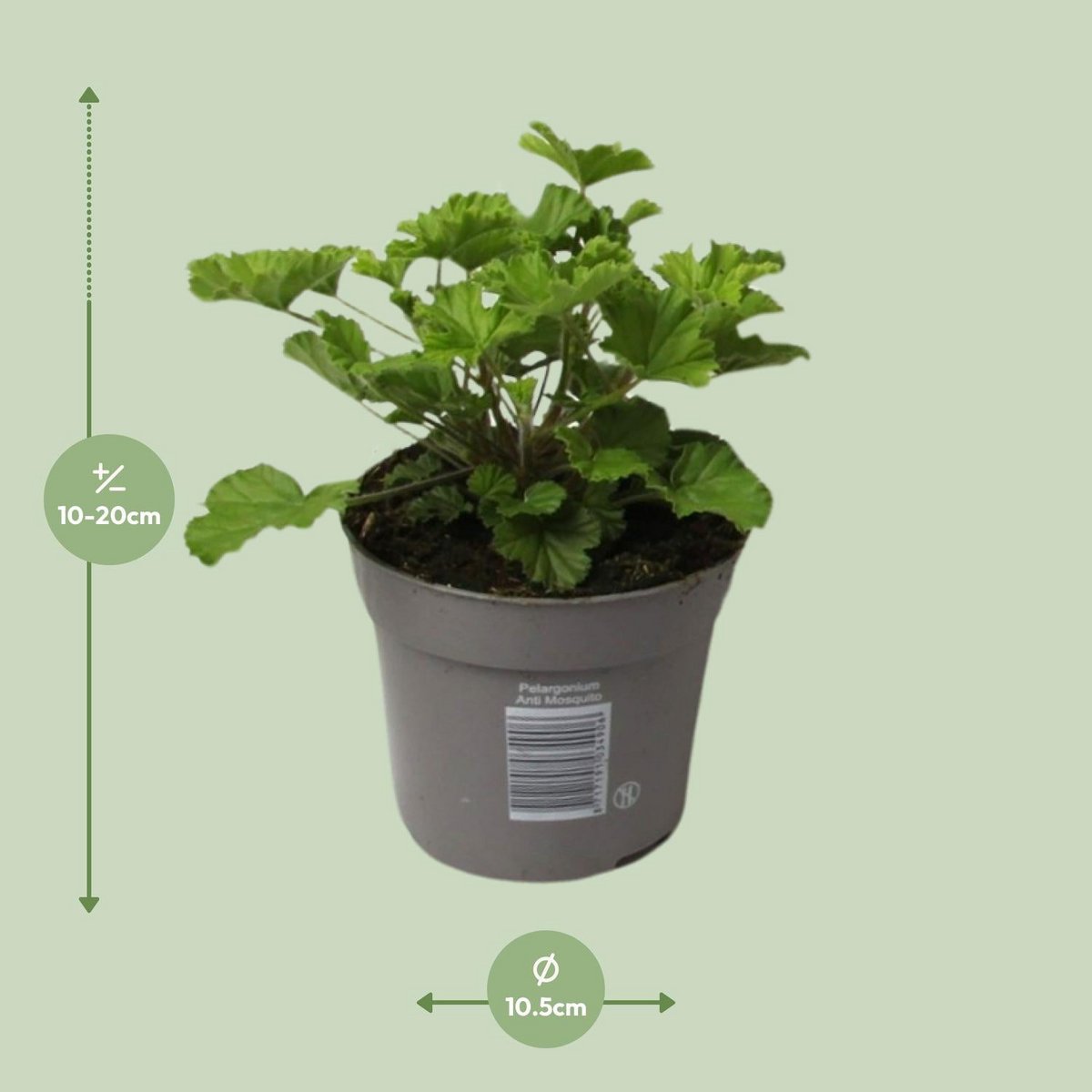 Image de diapositive