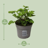 Pelargonium 'Nova' anti-Mosquito - Ø10,5cm - ↕20cm
