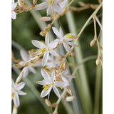 Plante Chlorophytum Saundersiae Starlight Ø19 cm 40 cm
