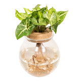 Plante artificielle syngonium Pixie en verre convexe Ø12 cm hauteur 30 cm