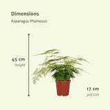 Asparagus Plumosus - Asperge ornementale - Ø17cm - ↕45cm