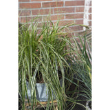 Carex Feather Falls en pot - idéale pour terrasse