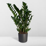 Zamioculcas Zamiifolia - Palmier émeraude - Ø21cm - ↕80cm