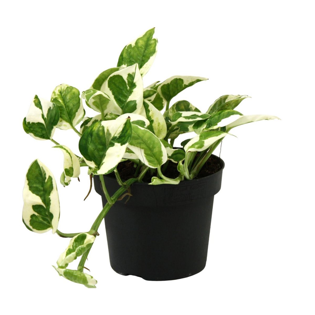Scindapsus Epipremnum N'Joy dans un pot de 12 cm, feuilles vertes et argentées