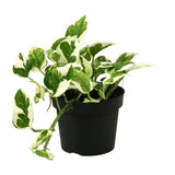 Scindapsus Epipremnum N'Joy dans un pot de 12 cm, feuilles vertes et argentées