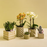 Maison Colibri | Pot décoratif de bonbons | Haut - Vert - Ø9cm