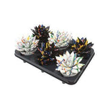 Lot de 6 echeverias colorés vert noir blanc