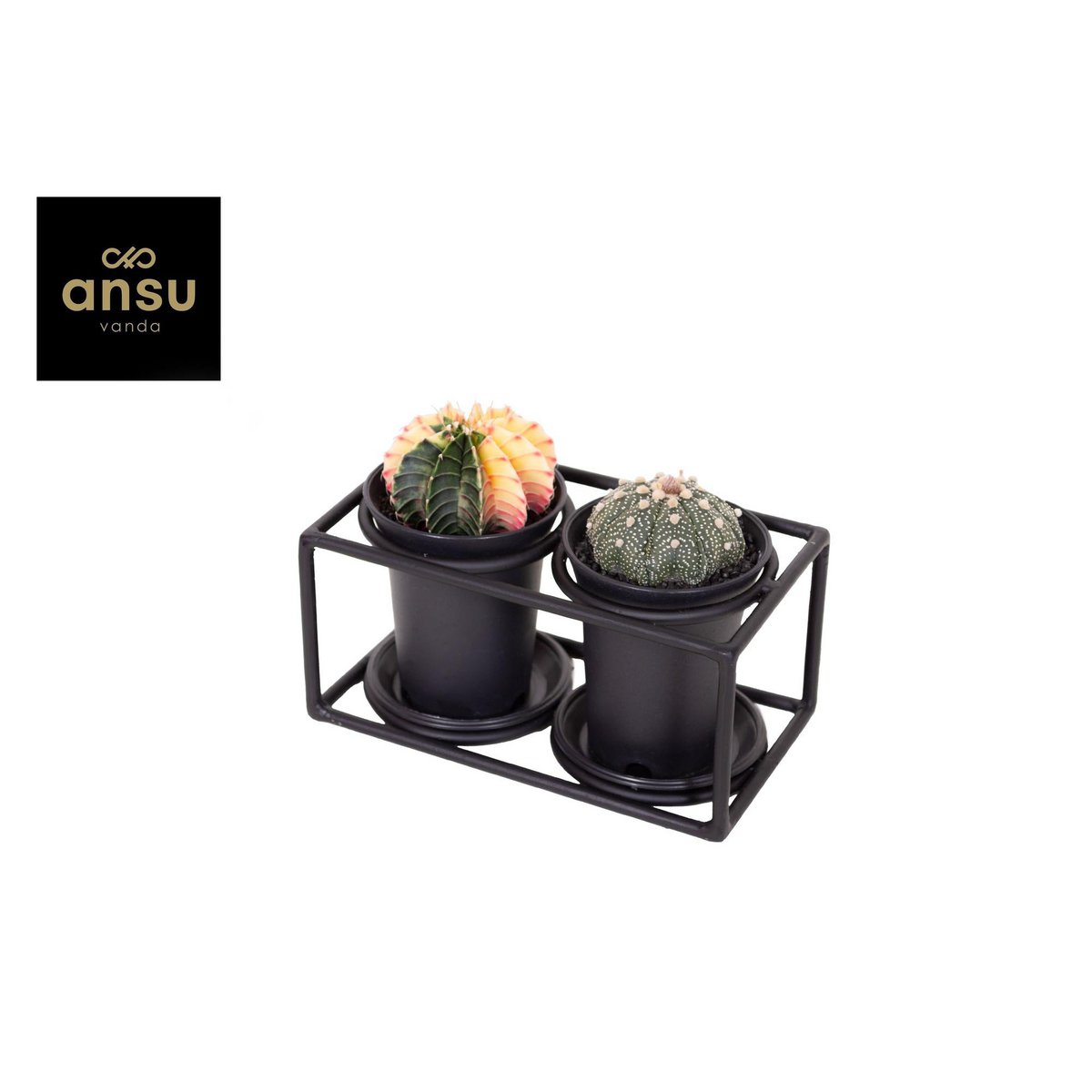 Duo Cactus dans Cadre de conception - Ø17cm - ↕12cm