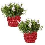 Lot de 2 campanules blanches en pot 12 cm