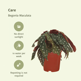 2x Begonia Maculata - Blad Begonia - 20 cm - Ø12
