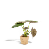 Alocasia wenii Ø19 cm verte