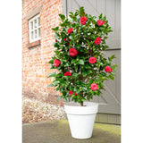 Plante Camellia japonica 'Black Lace' en pot Ø19 cm