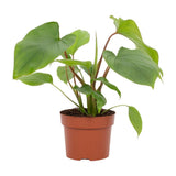 Plante Homalomena Rubescens Maggy verte