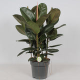 Ficus Robusta - plante d'intérieur avec feuilles vert foncé et tronc robuste