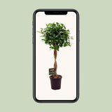 Ficus Mic. Moclame - Ø23cm - ↕110cm