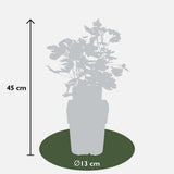 2x - Ribes Easycrisp® 'Lady Sun' - ↨45cm - Ø13