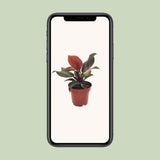 Philodendron Imperial rouge Ø 12 cm hauteur 25 cm