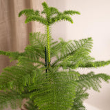 Araucaria - Pin de chambre - Ø21cm - ↕70cm