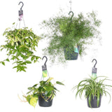 Mélange de plantes d'intérieur Oasis suspendues - 4 pièces - Ø17cm - ↕35-40cm