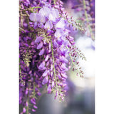 Wisteria floribunda 'Naga Noda' pluie bleue Ø15 cm ↕65 cm