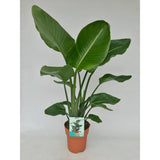 Strelitzia Nicolai - Ø19cm - ↕95cm