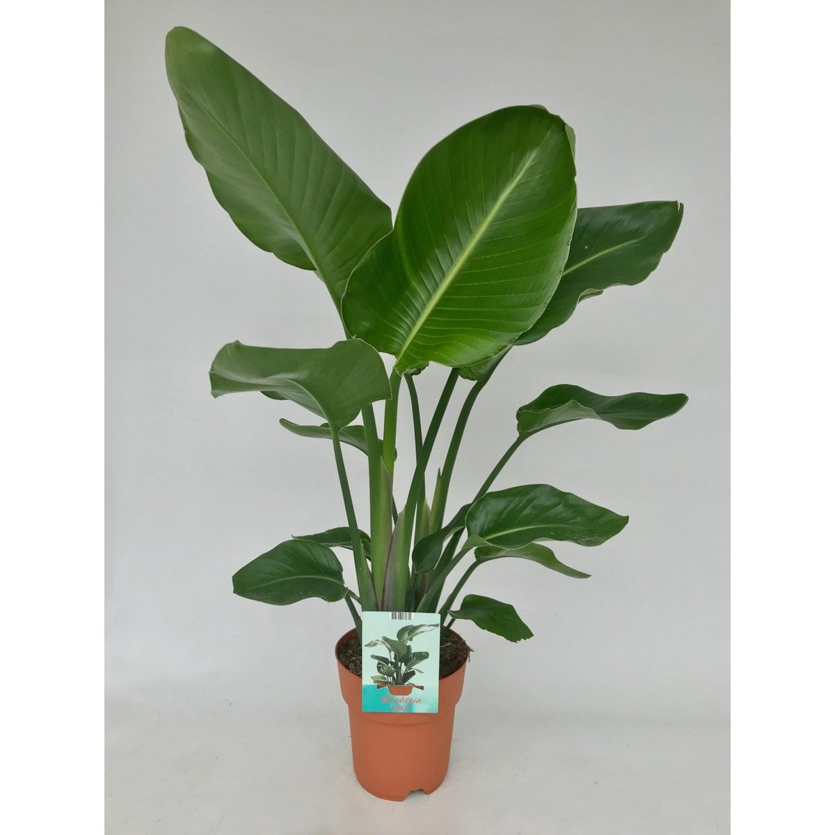 Strelitzia Nicolai - Plante d'intérieur avec grandes feuilles vertes