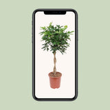 Schefflera Arboricola Compact - Ø27cm - ↕120cm