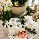 Orchidée phalaenopsis blanche Nazaré en pot Ø9 cm