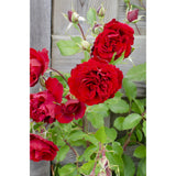 Rose Crazy in Love rouge Ø15 cm