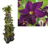 Mélange de confidentialité Hedera et Clematis 'Romantika' en pot de 17 cm
