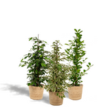Lot de 4 ficus d'intérieur