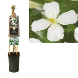 Clématite Montana Grandiflora 75 cm