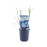Vaccinium bluecrop (bleuet) - Ø12cm - ↕30cm