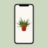 Aloe spider Ø10,5 cm ↕15 cm
