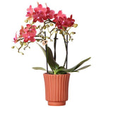 Orchidée Phalaenopsis rouge dans un pot décoratif rétro en terre cuite