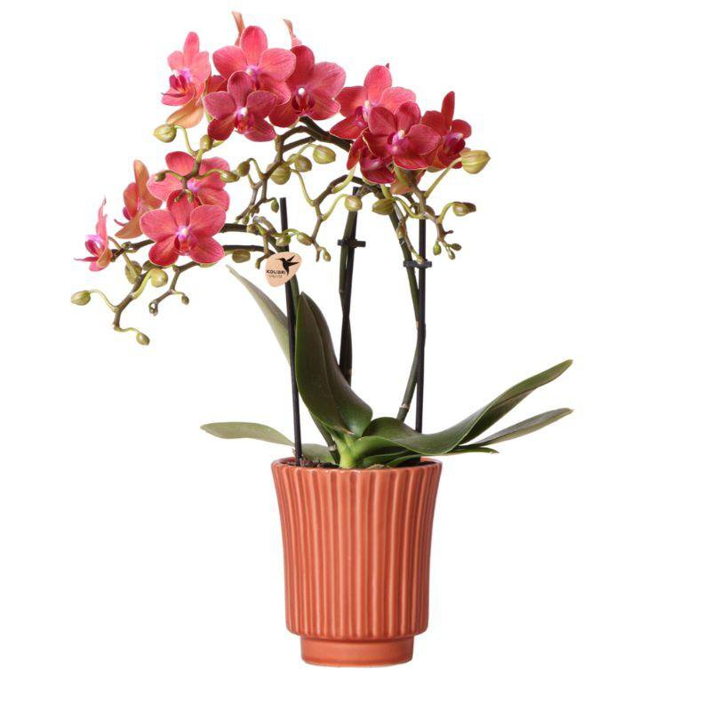Orchidée Phalaenopsis rouge dans un pot décoratif rétro en terre cuite